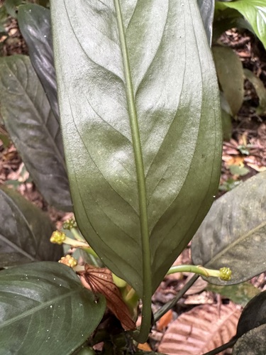 Image of Aglaonema simplex by (c) scallions, some rights reserved (CC BY)