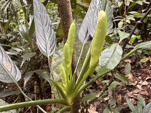 Image of Aglaonema simplex by (c) scallions, some rights reserved (CC BY)