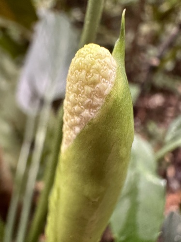 Aglaonema simplex, photograph 5