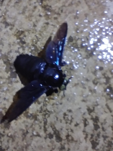 Broad-handed Carpenter Bee