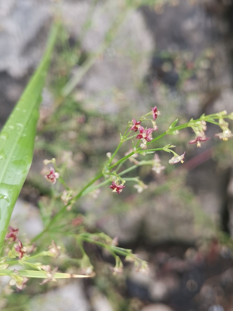 Thliphthisa purpurea; photograph Ljaž, CC BY, iNaturalist via GBIF