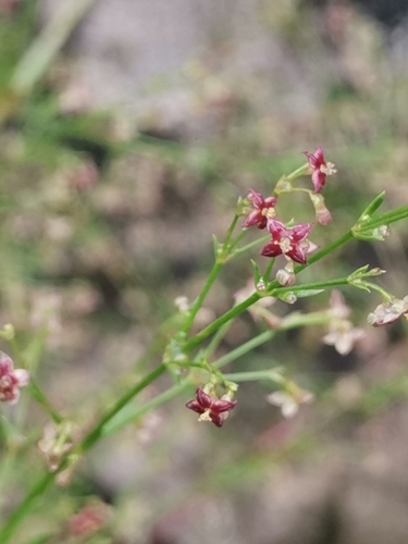 Thliphthisa purpurea, photograph 1
