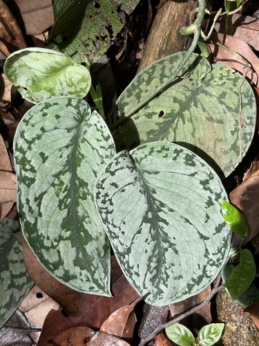 Scindapsus pictus