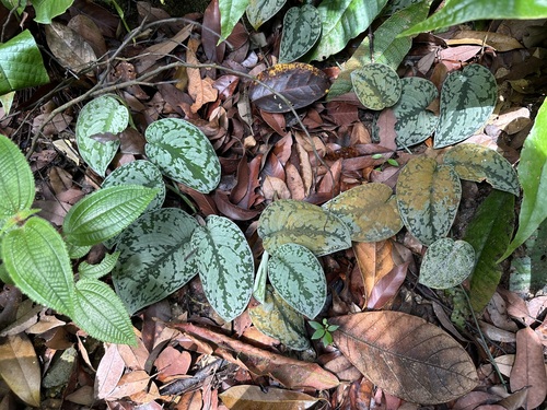 Image of Scindapsus pictus by (c) scallions, some rights reserved (CC BY)