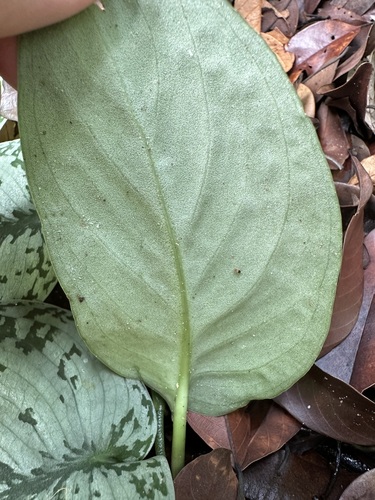 Scindapsus pictus