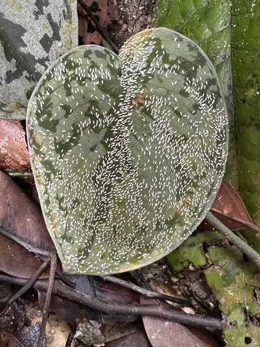 Scindapsus pictus