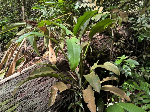 Epipremnum giganteum (Epipremnum giganteum)