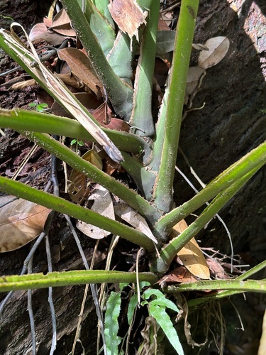 Epipremnum giganteum