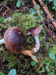 Rhodocollybia oregonensis