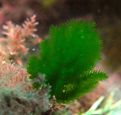 Caulerpa flexilis