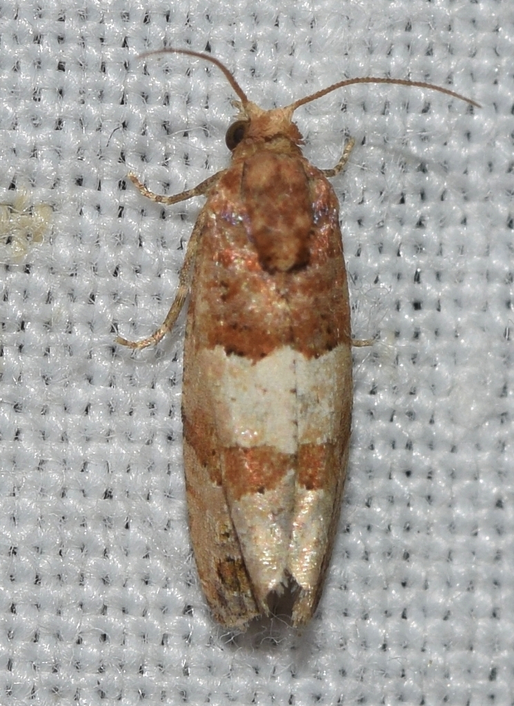 Lobesia subherculeana