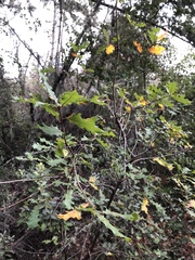 Quercus × ganderi