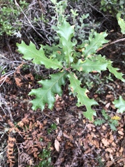 Quercus × ganderi