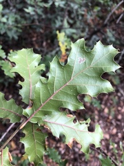 Quercus × ganderi