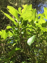 Melicytus macrophyllus