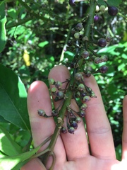 Melicytus macrophyllus
