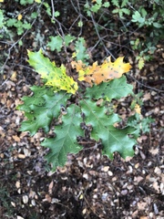 Quercus × ganderi