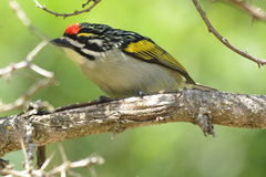 Red-Fronted Tinkerbird photo 4