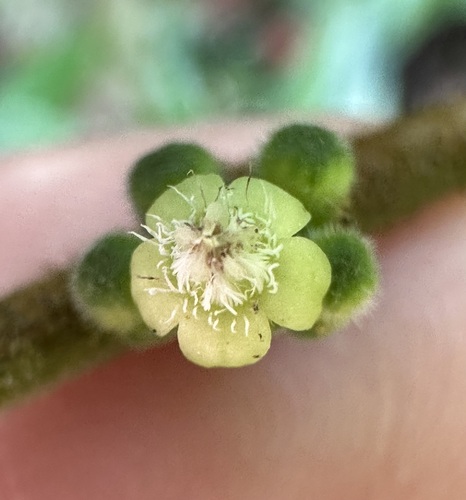Urophyllum hirsutum observed 2023-06-26