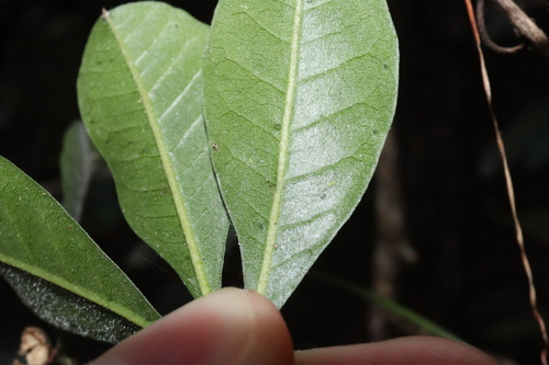 Image of white euodia by (c) Thomas Mesaglio, some rights reserved (CC BY)