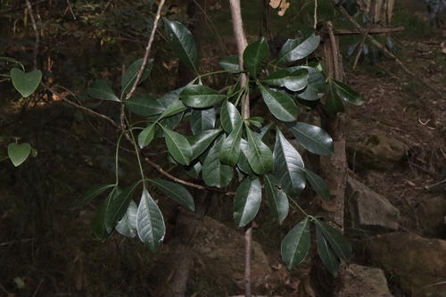 Image of White Euodia (Melicope micrococca) by (c) Thomas Mesaglio, some rights reserved (CC BY)