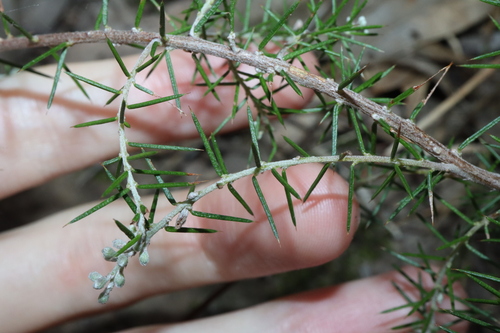 Image of Dillwynia sieberi by (c) Thomas Mesaglio, some rights reserved (CC BY)