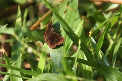 Bolla clytius