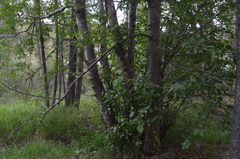 Alnus incana tenuifolia