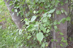 Alnus incana tenuifolia