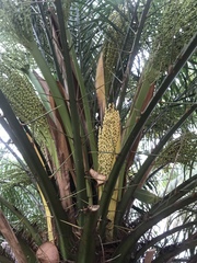 Arecaceae