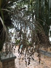 Arecaceae
