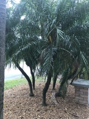 Arecaceae