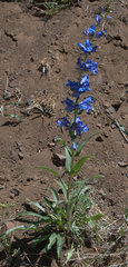 Penstemon cyaneus