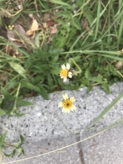 Tridax procumbens