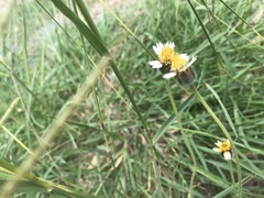 Tridax procumbens