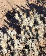 Grusonia clavata
