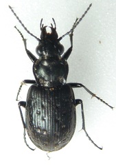 Blethisa oregonensis