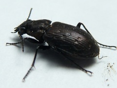 Blethisa oregonensis