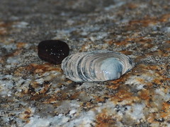 Irusella lamellifera