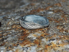 Irusella lamellifera