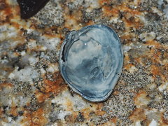 Irusella lamellifera