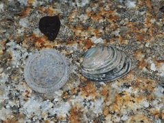 Irusella lamellifera