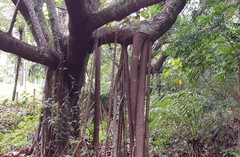Ficus elastica