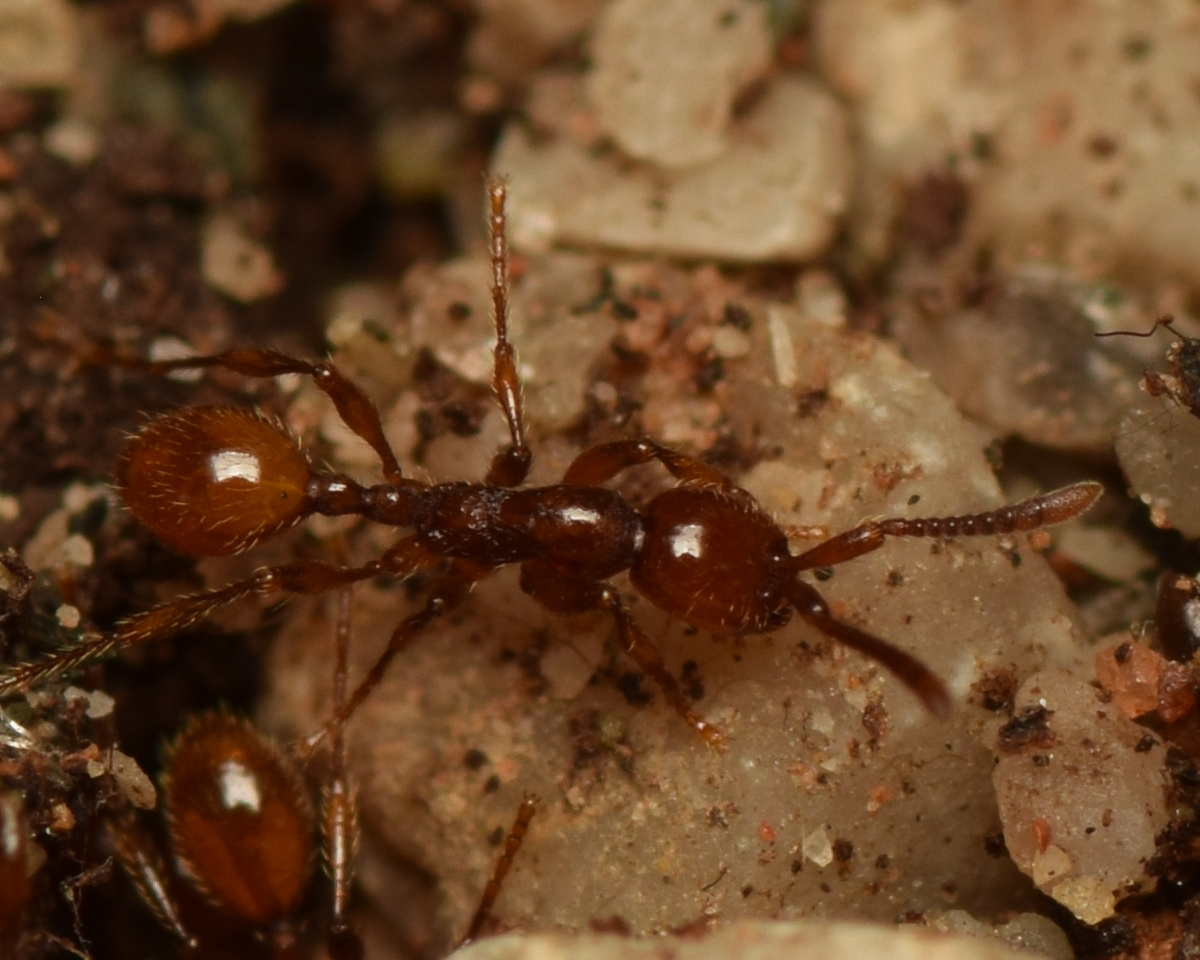 Aenictus thailandianus