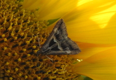 Melipotis bisinuata