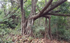 Ficus elastica