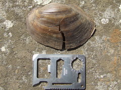 Sinanodonta woodiana