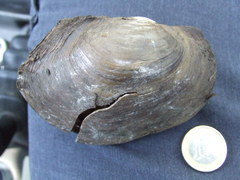Sinanodonta woodiana
