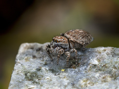 Attulus mirandus