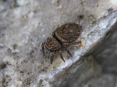 Attulus mirandus